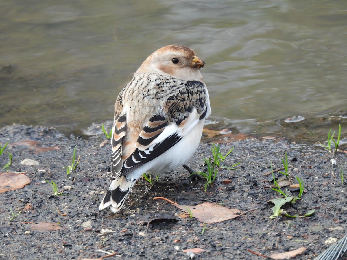 Snow Bunting - ML645492375