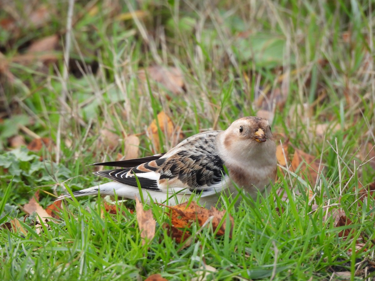 Snow Bunting - ML645492376
