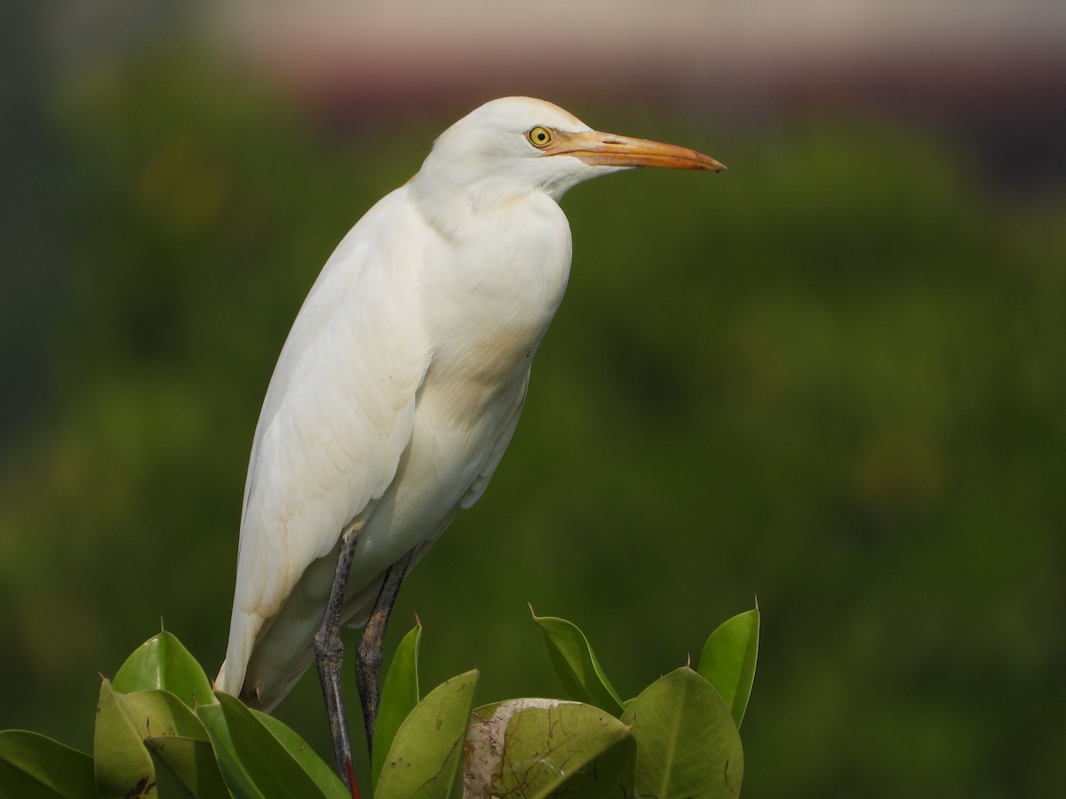 Eastern Cattle-Egret - ML645492378