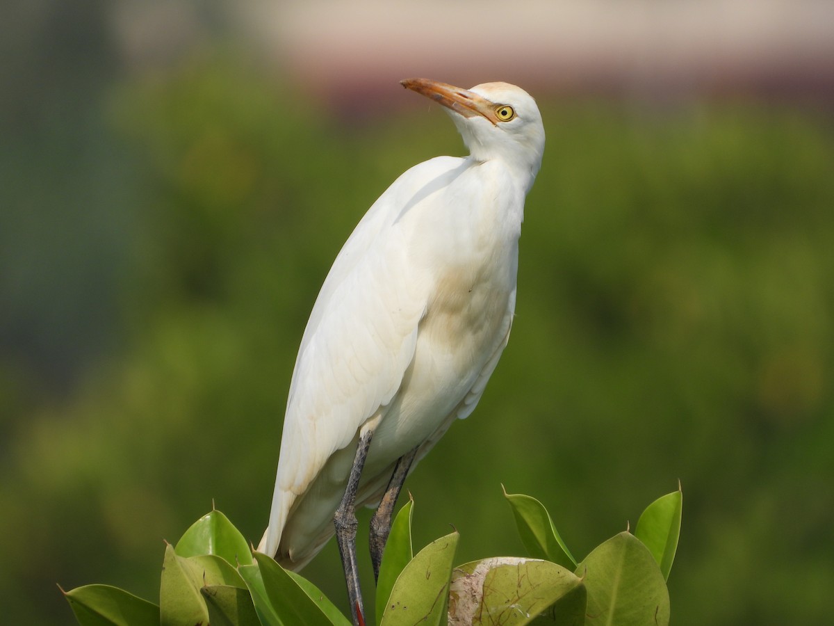Eastern Cattle-Egret - ML645492379
