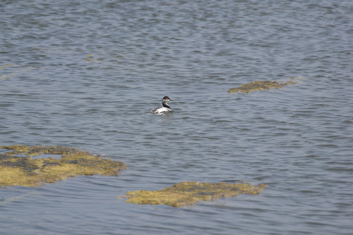 ハジロカイツブリ - ML645492380