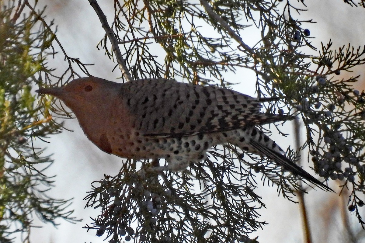 Northern Flicker - ML645492381