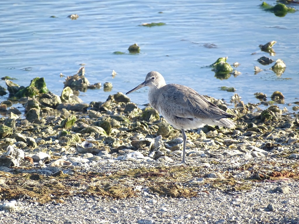 Willet - ML645492383