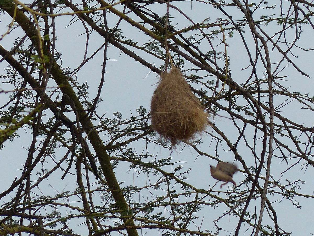 Gray-capped Social-Weaver - ML645492386