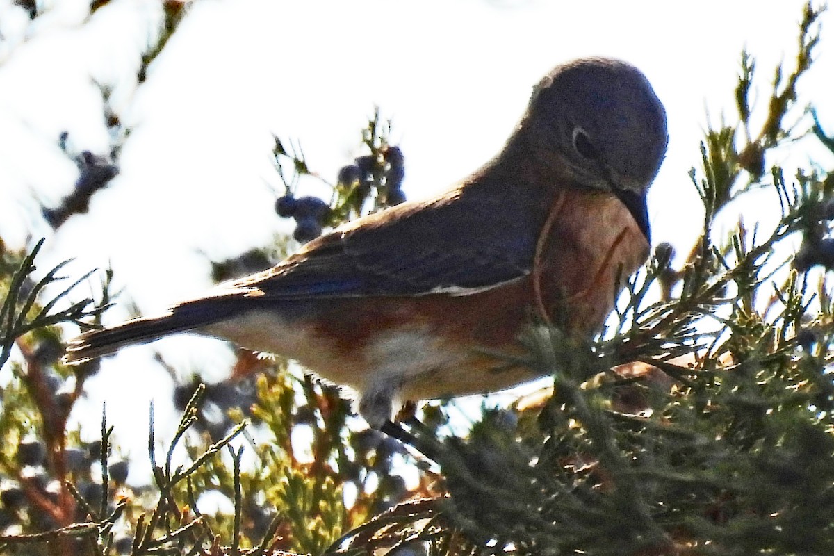 Eastern Bluebird - ML645492387