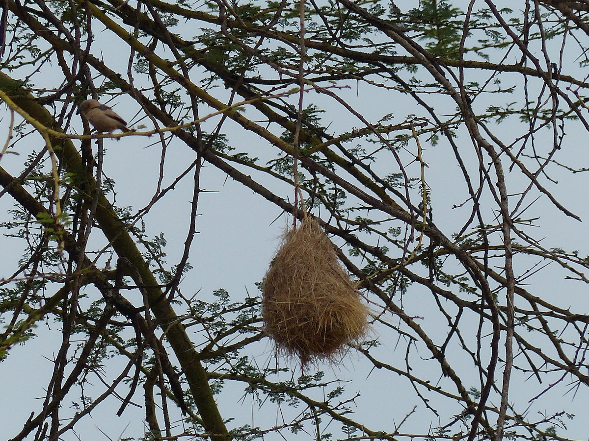Gray-capped Social-Weaver - ML645492392