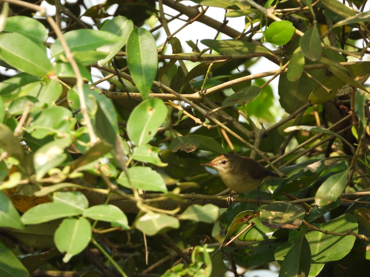 Blyth's Reed Warbler - ML645492400