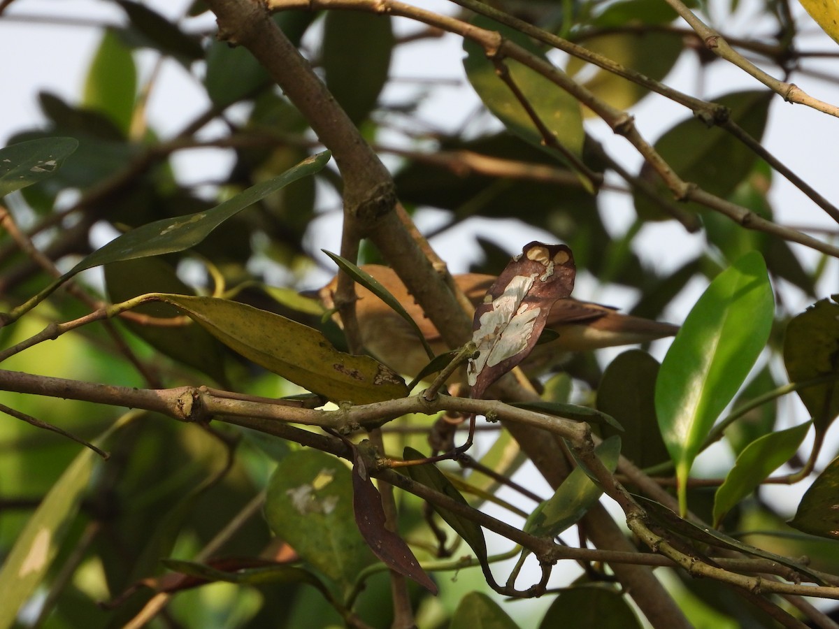 Blyth's Reed Warbler - ML645492401