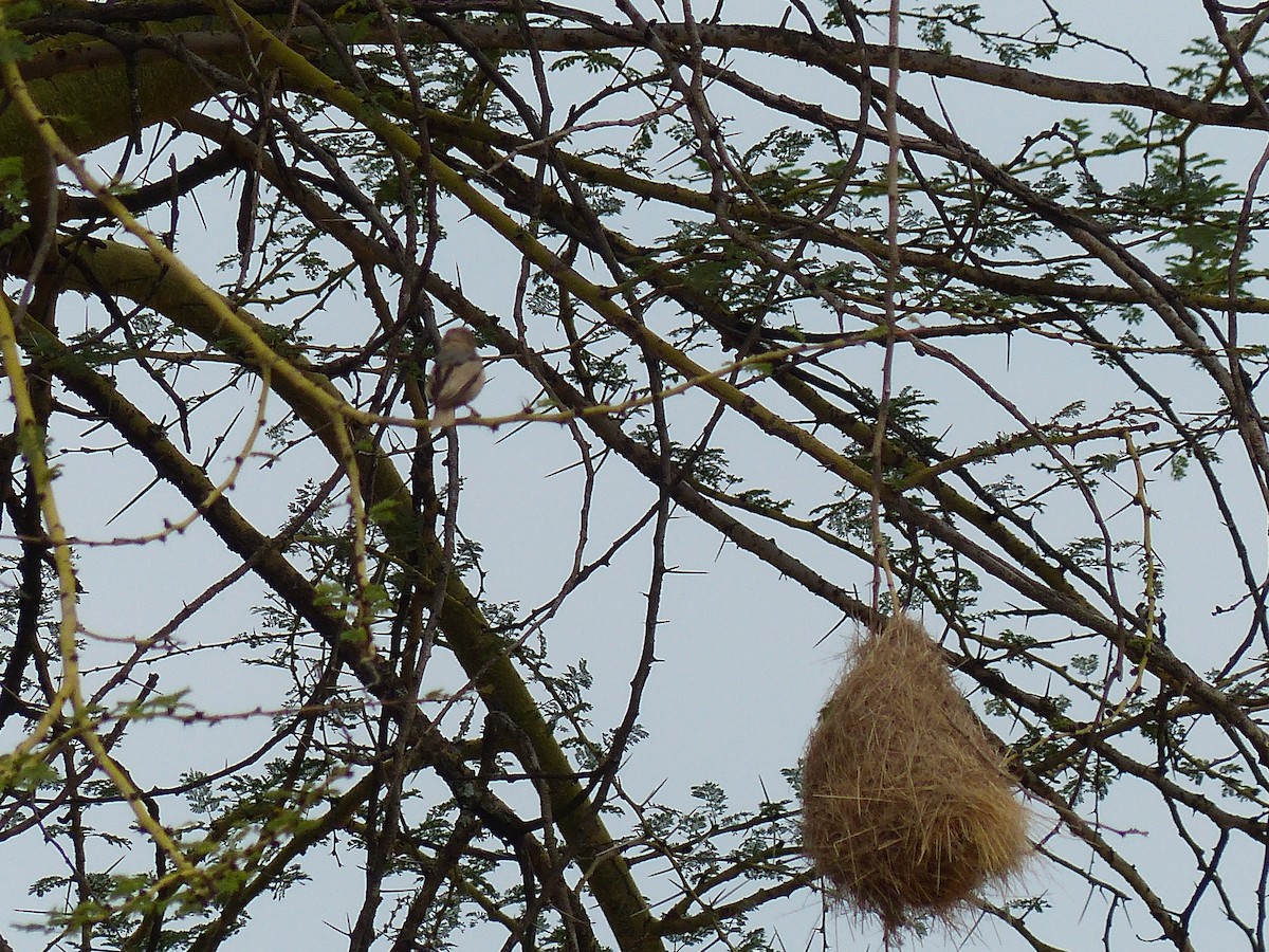 Gray-capped Social-Weaver - ML645492403