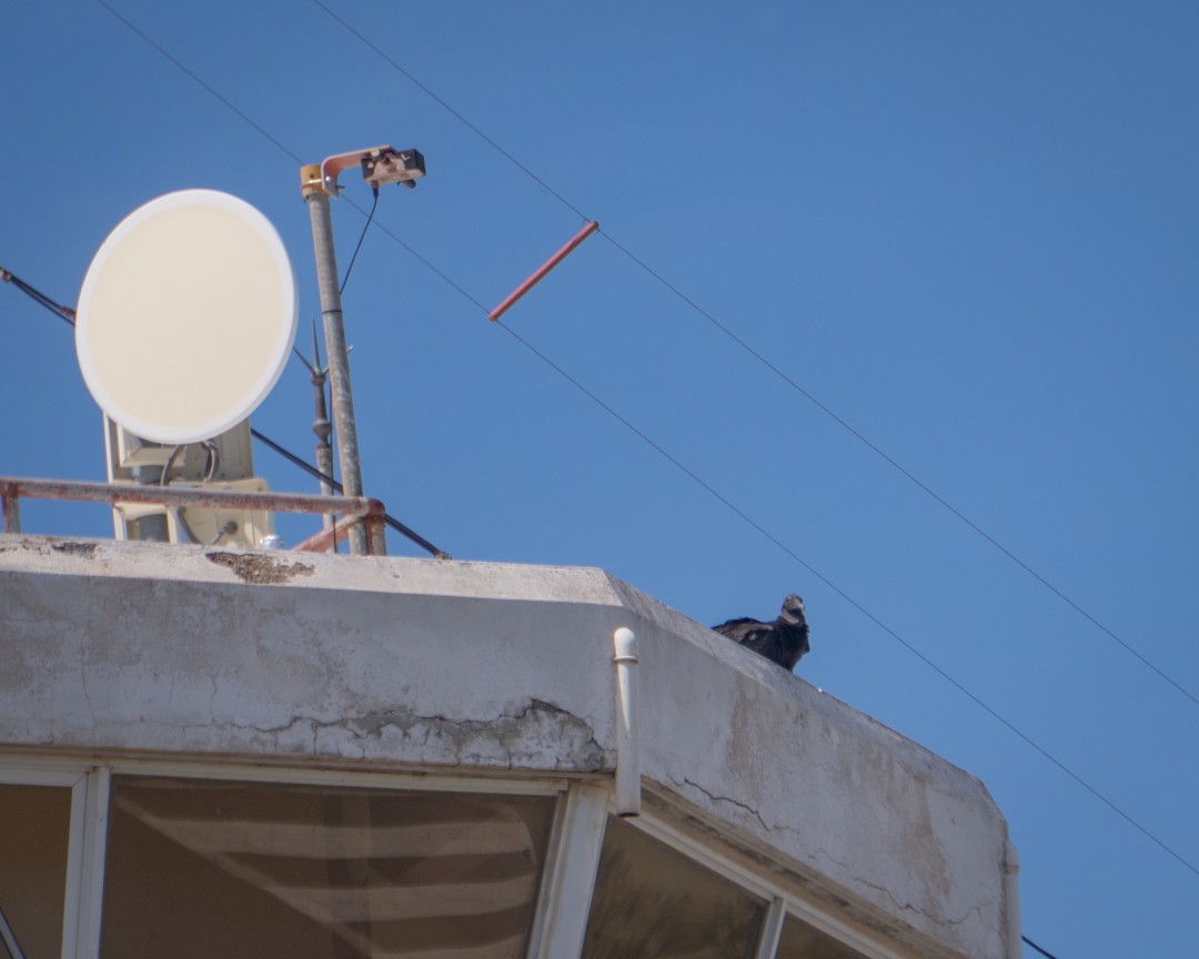 Black Vulture - ML645492413