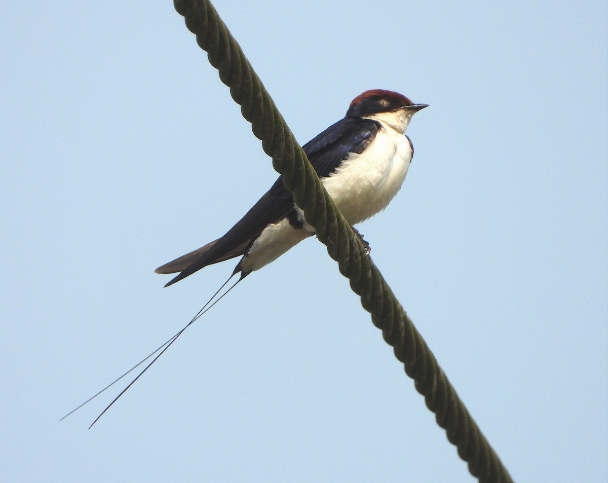 Wire-tailed Swallow - ML645492414