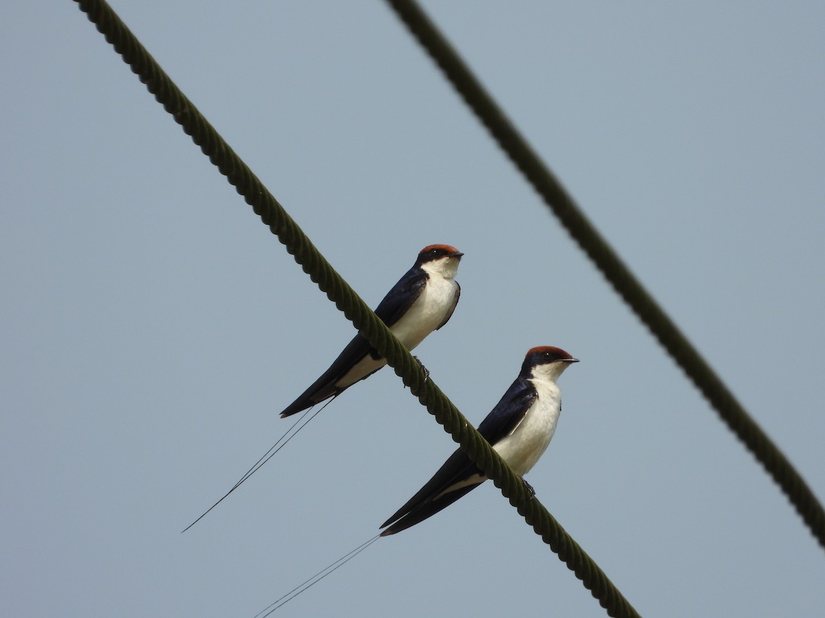 Wire-tailed Swallow - ML645492415
