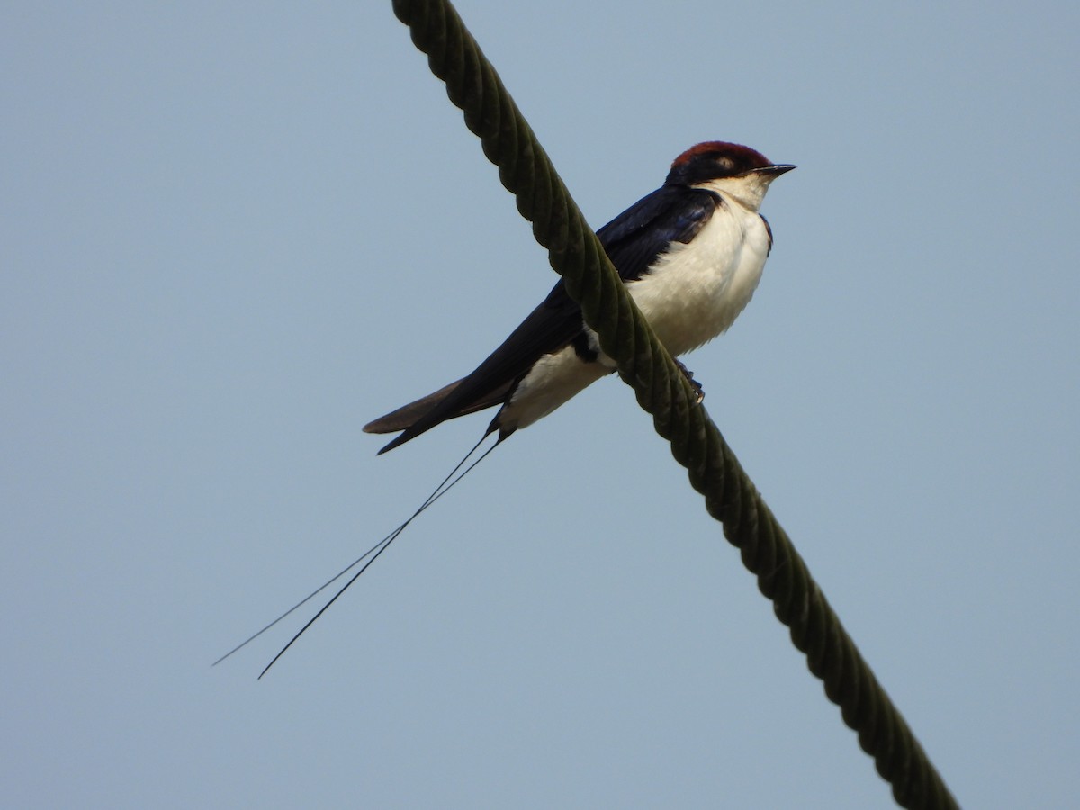 Wire-tailed Swallow - ML645492416
