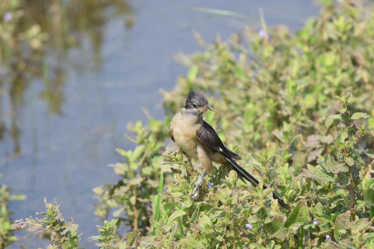 Pied Cuckoo - ML645492426
