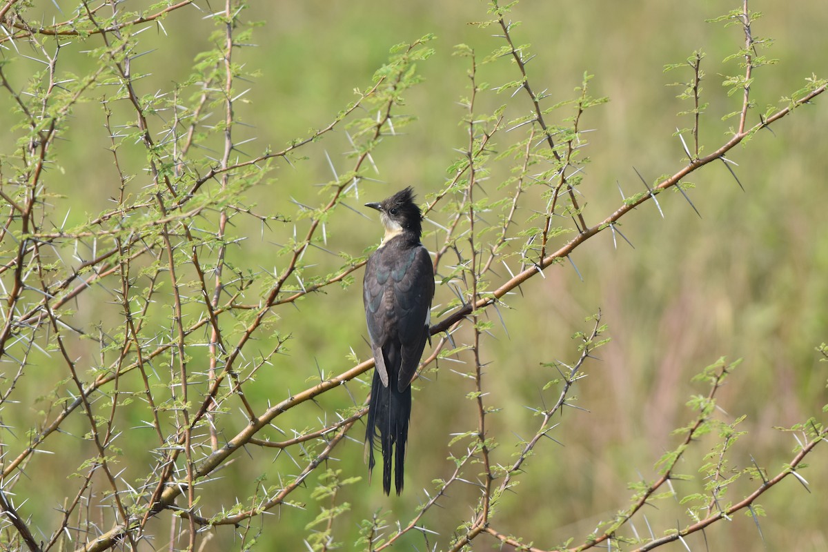 Pied Cuckoo - ML645492427