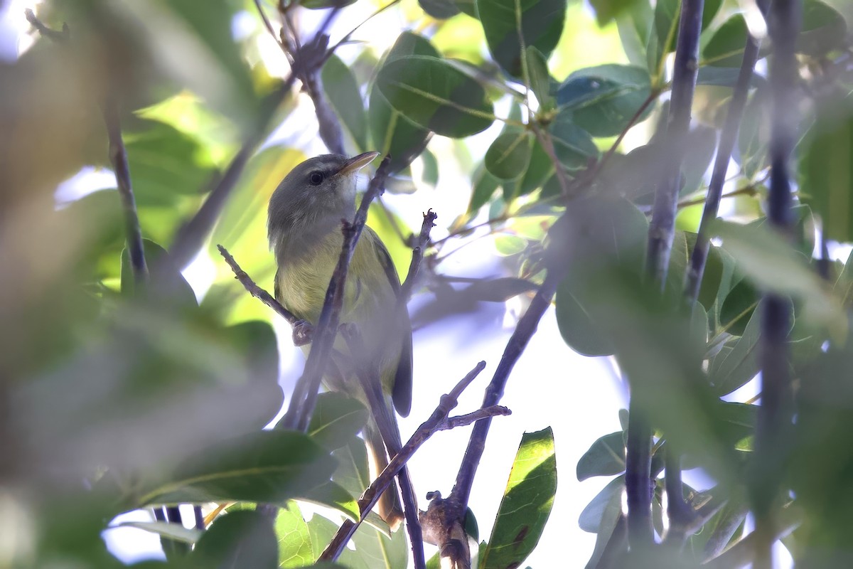 Puerto Rican Vireo - ML645492436