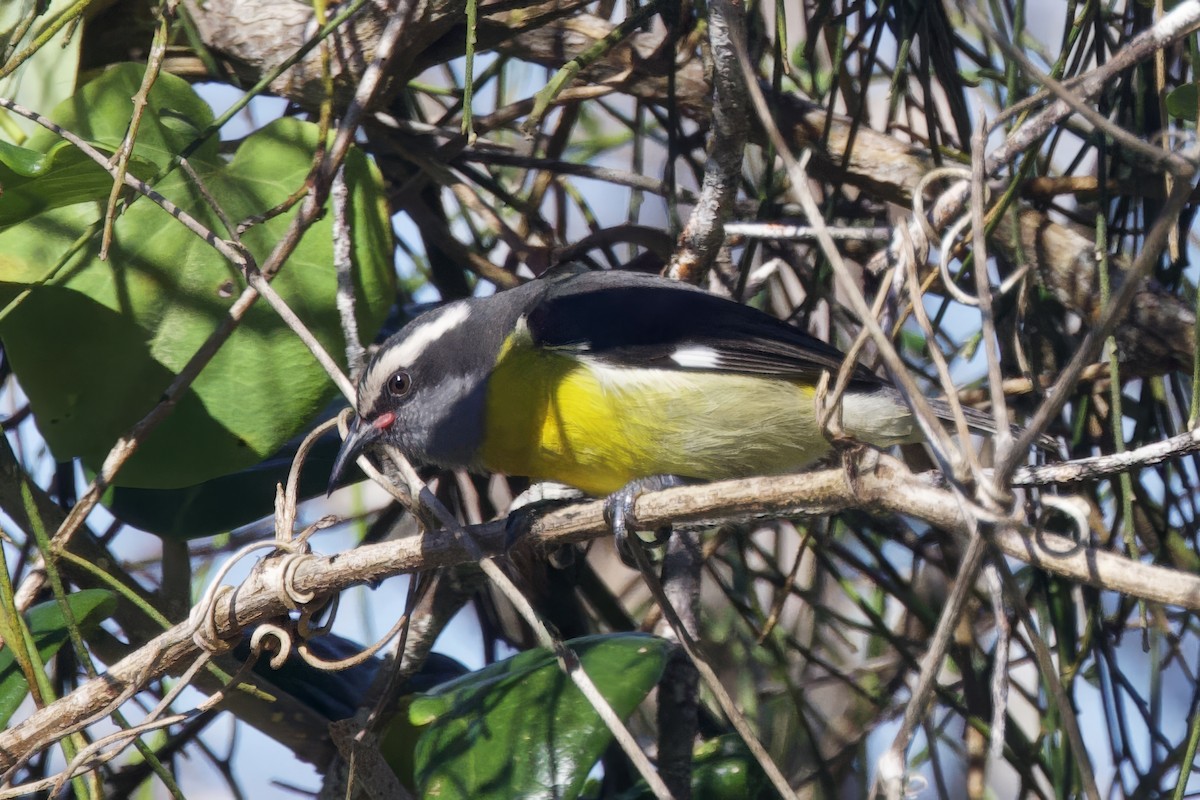 Bananaquit (Puerto Rico) - ML645492438