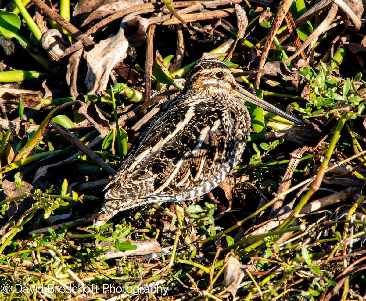 Wilson's Snipe - ML645492439