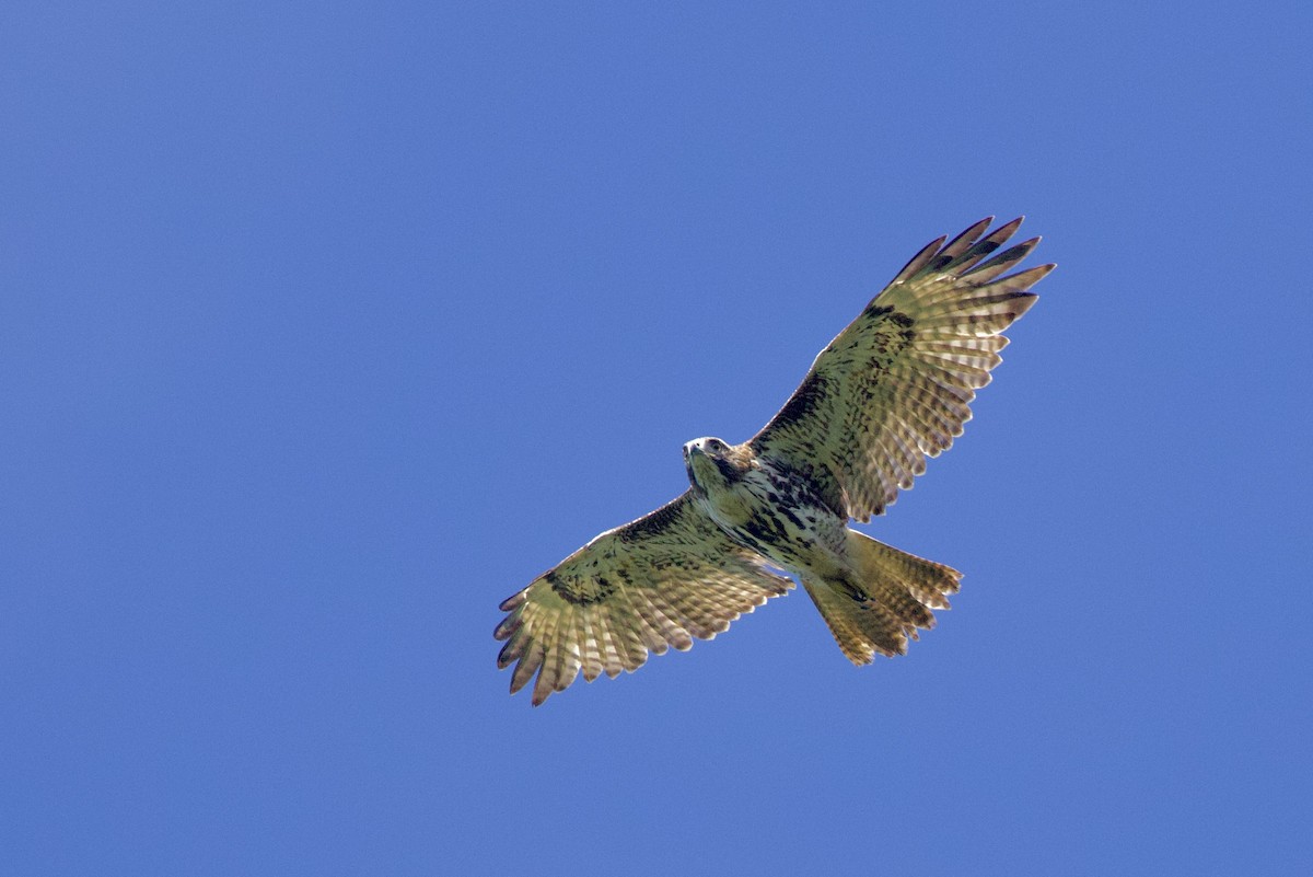 Red-tailed Hawk (jamaicensis) - ML645492441