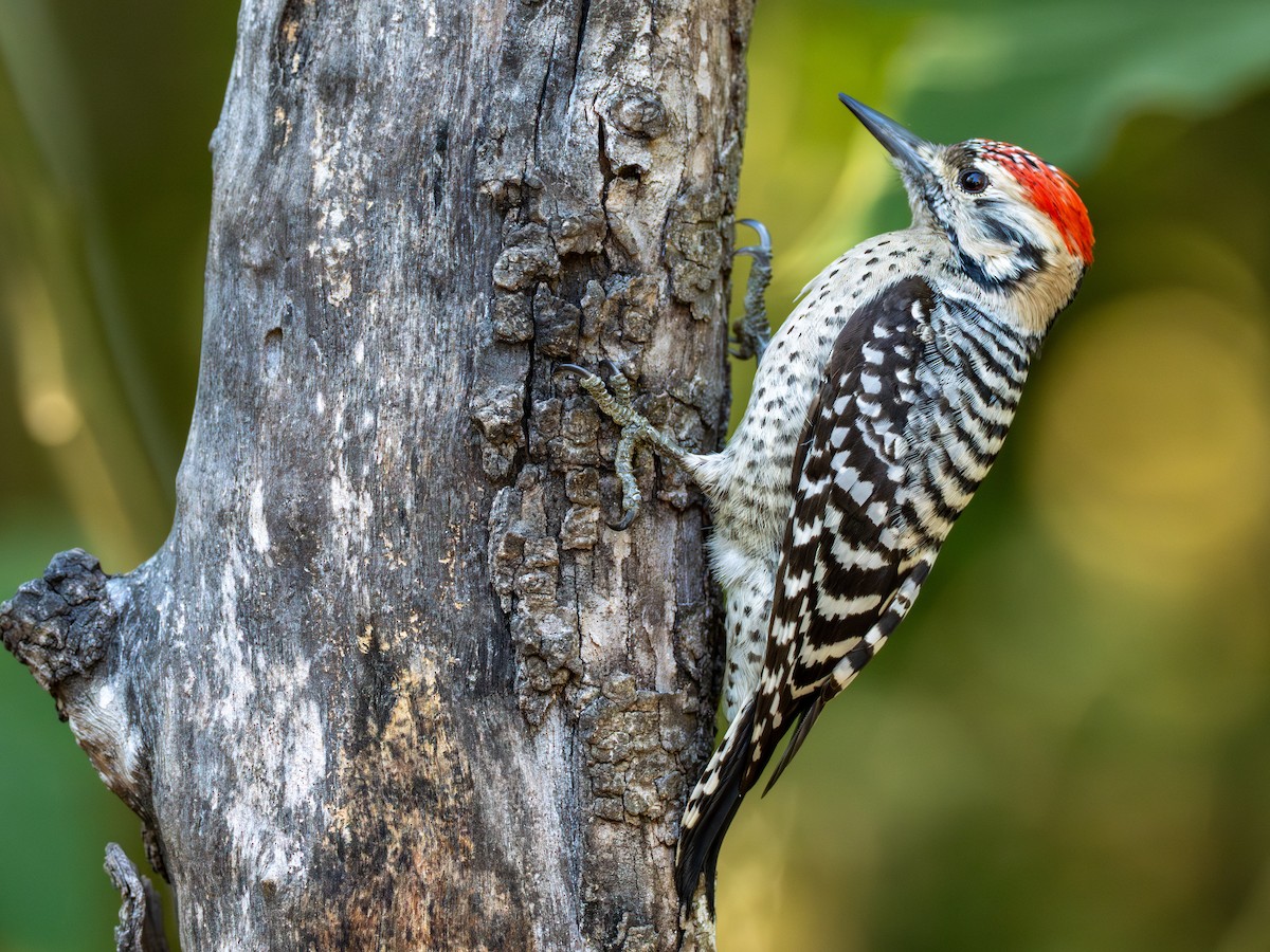 Ladder-backed Woodpecker - ML645492442