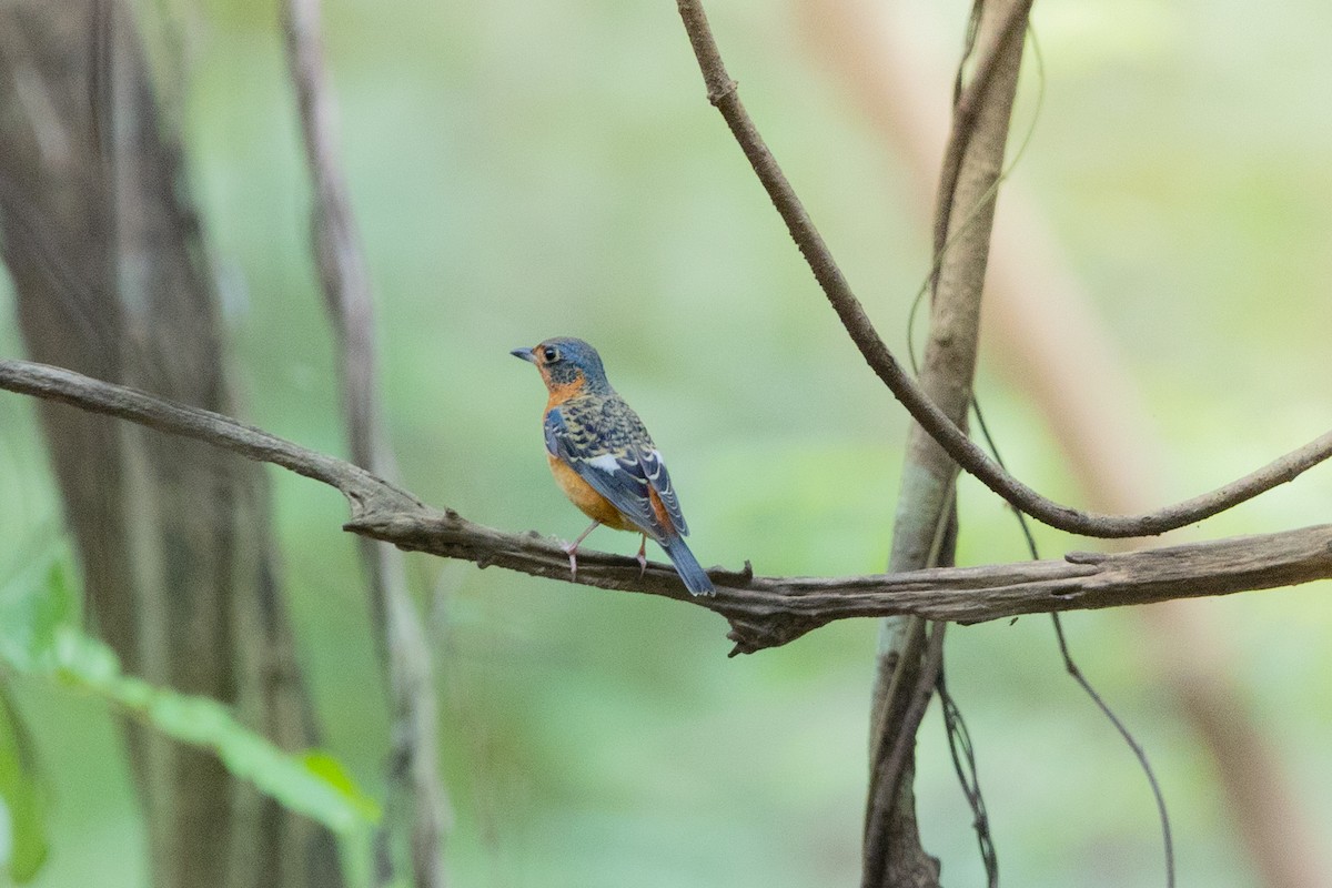 White-throated Rock-Thrush - ML645492451