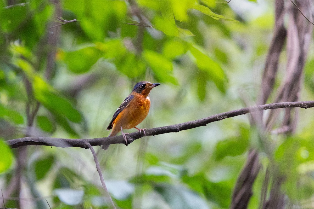 White-throated Rock-Thrush - ML645492452