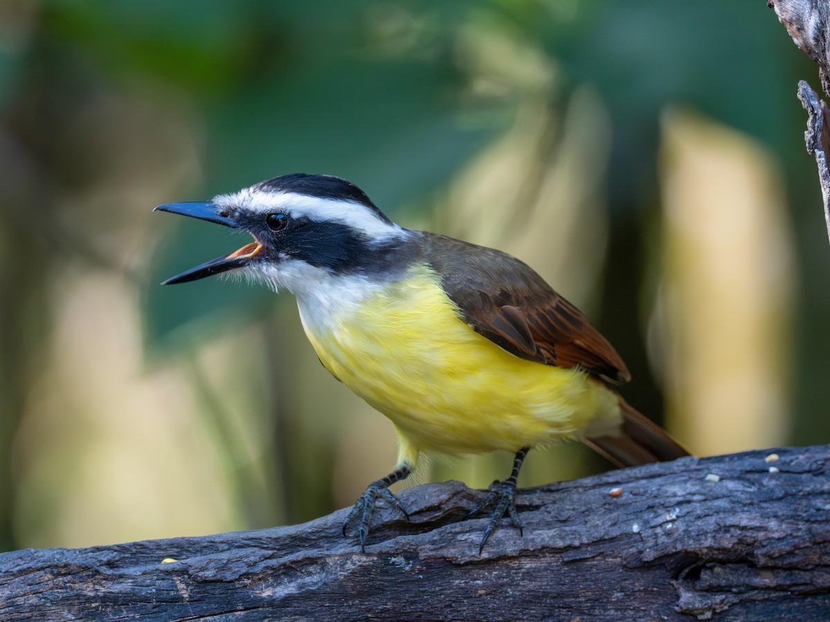 Great Kiskadee - ML645492453