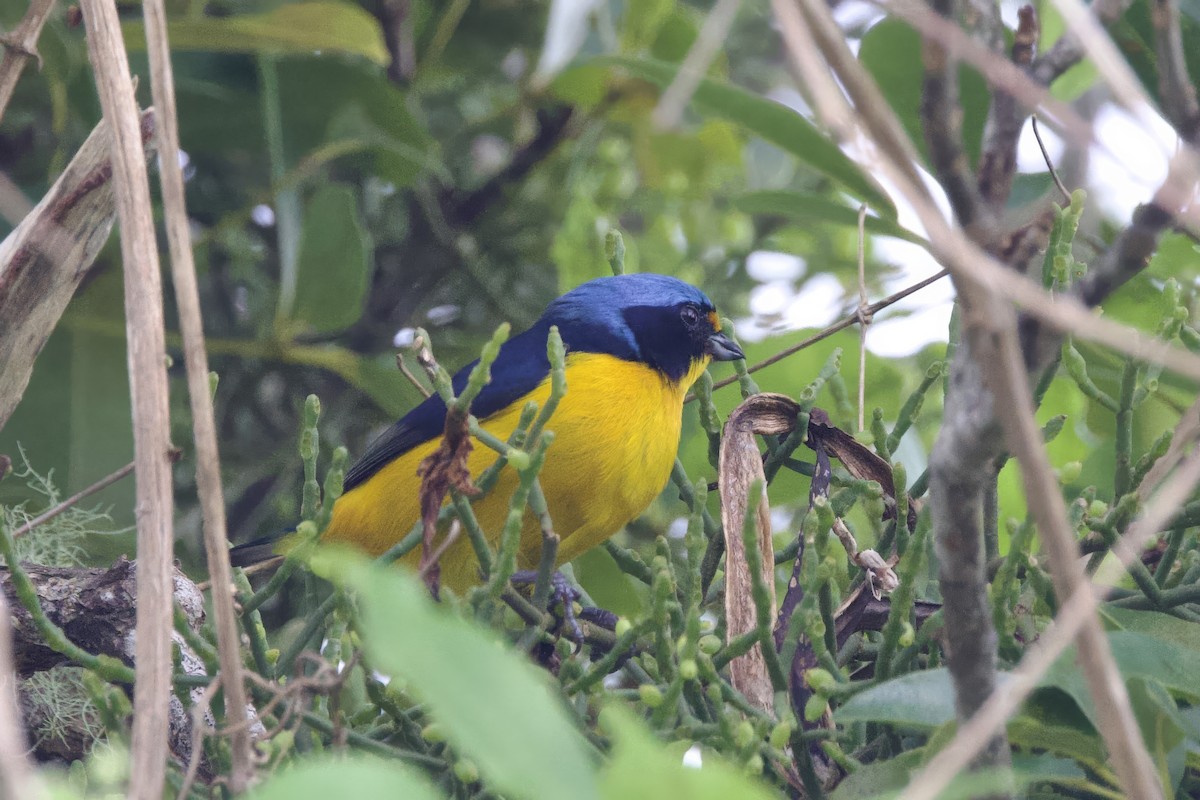 Puerto Rican Euphonia - ML645492454