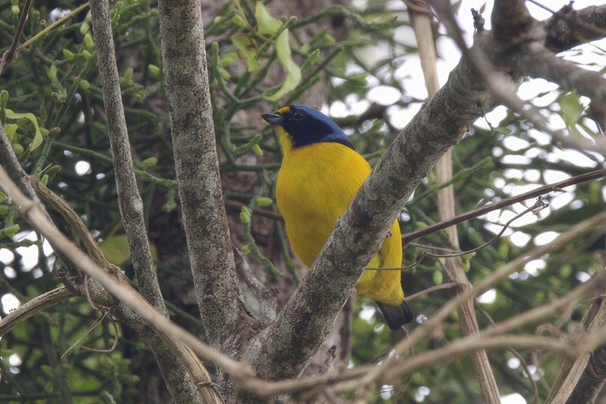 Puerto Rican Euphonia - ML645492456