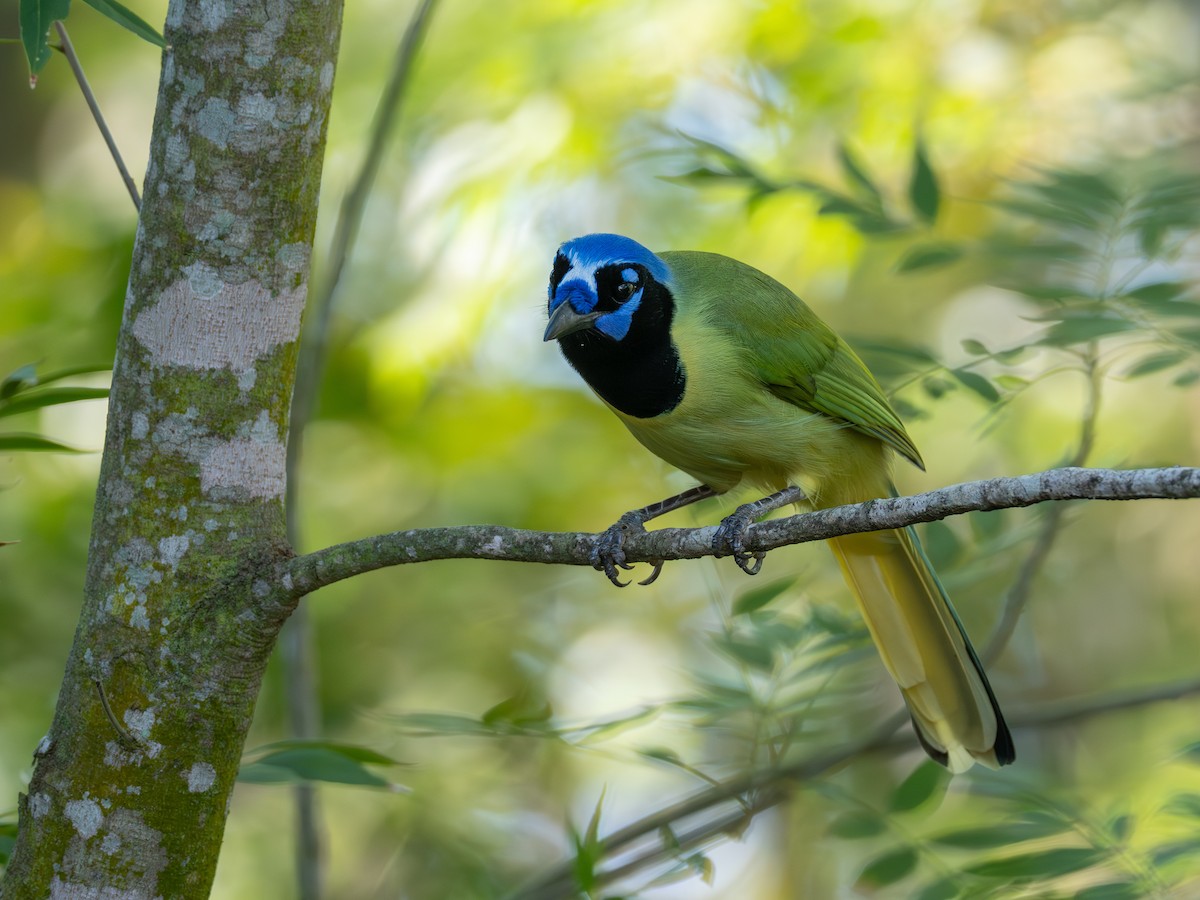 Geai vert - ML645492460