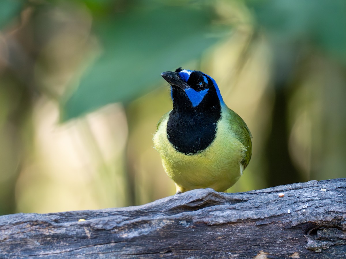 Geai vert - ML645492461