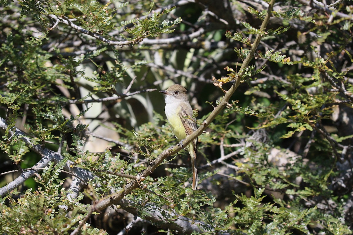 Nutting's Flycatcher - ML645492470