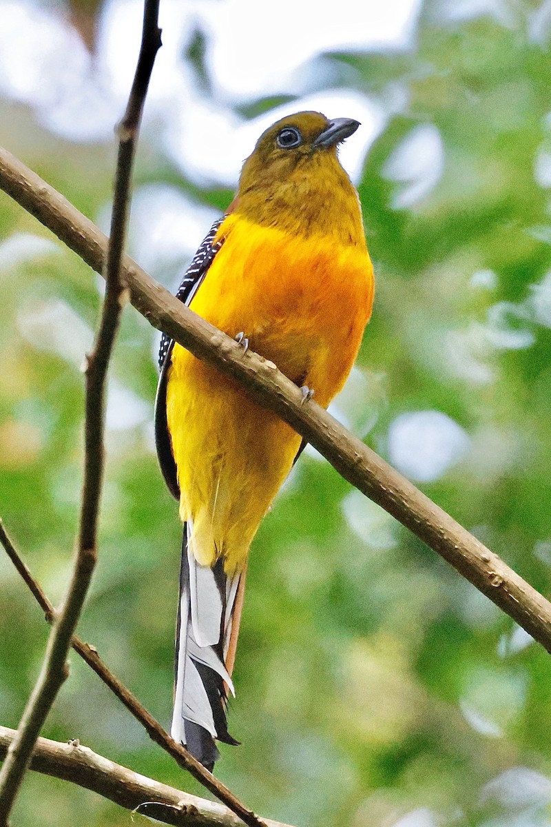 Оранжевобрюхий трогон - ML645492473