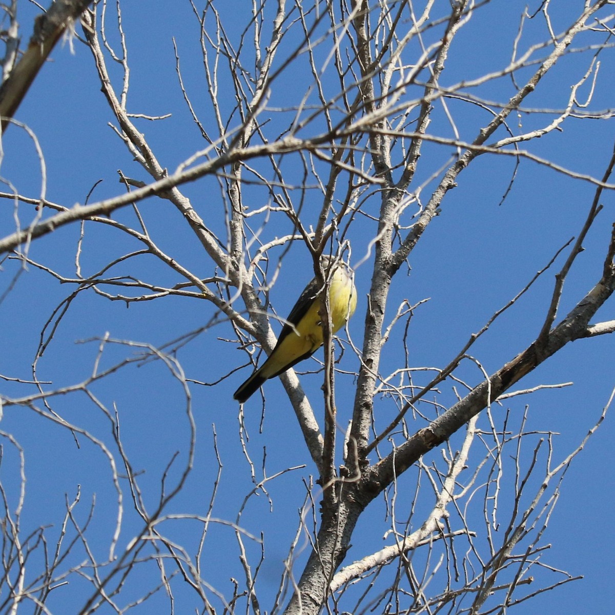 Western Kingbird - ML645492474
