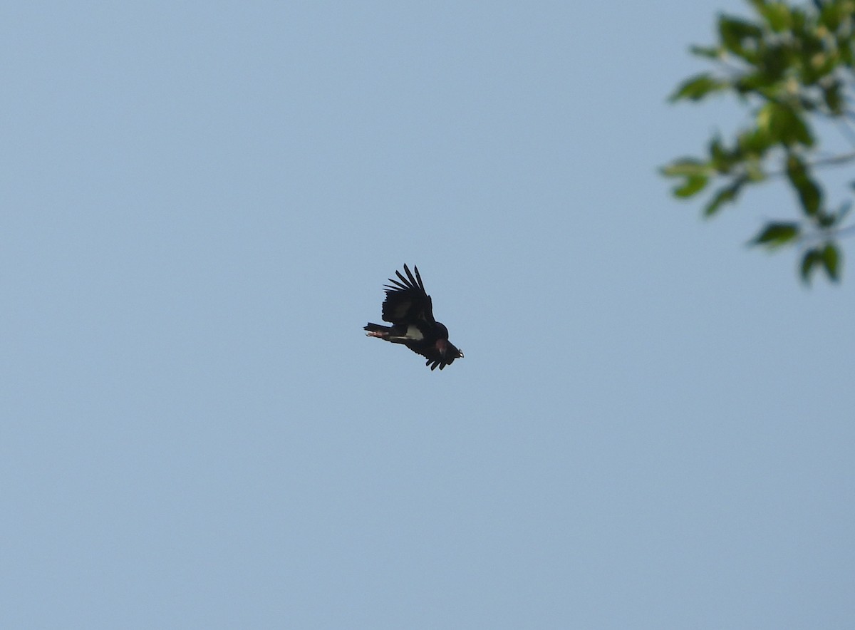 Red-headed Vulture - ML645492476