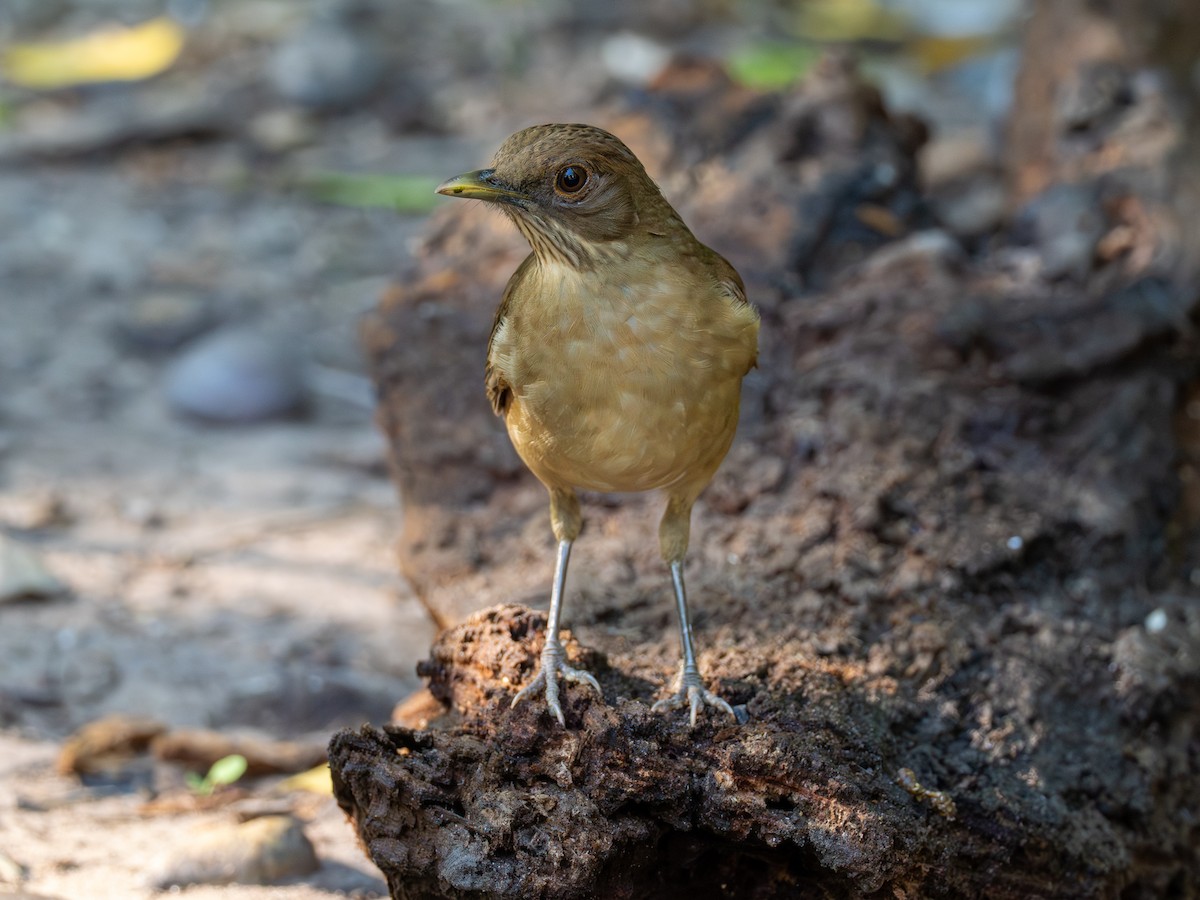 Clay-colored Thrush - ML645492479