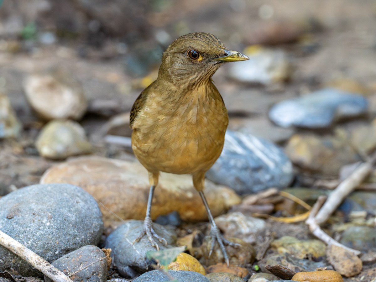 Clay-colored Thrush - ML645492480