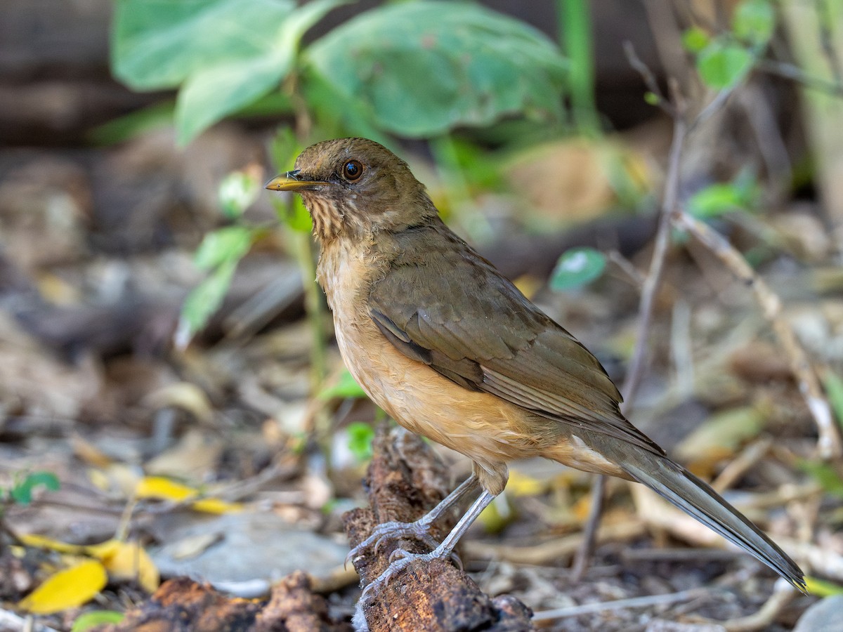 Clay-colored Thrush - ML645492481