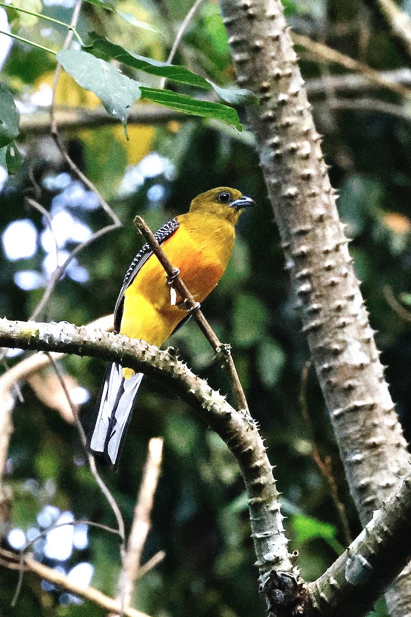 Оранжевобрюхий трогон - ML645492484