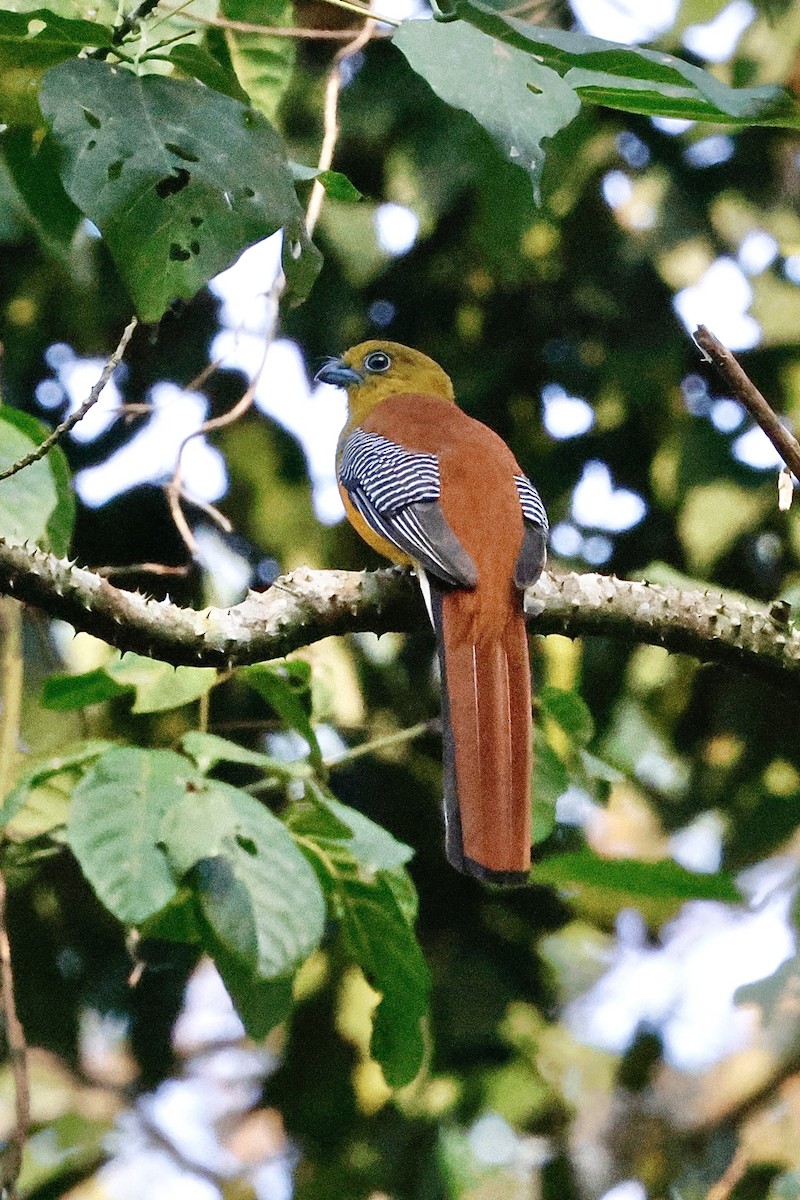 Оранжевобрюхий трогон - ML645492489