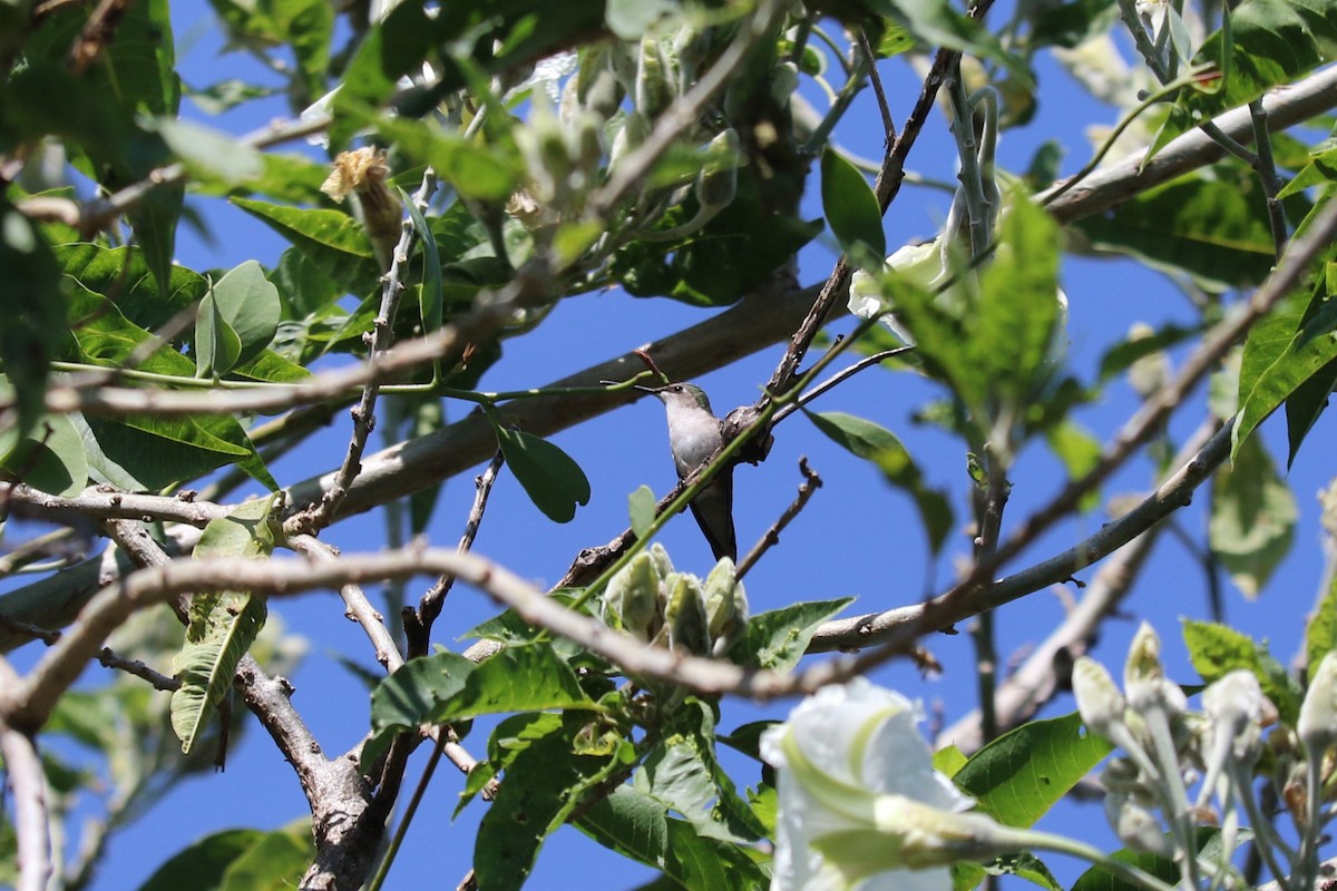 Ruby-throated Hummingbird - ML645492493