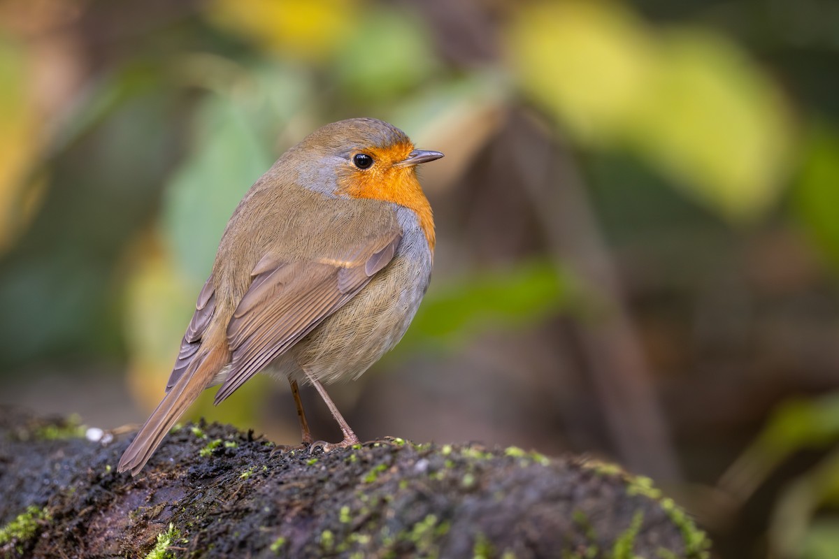 European Robin - ML645492496