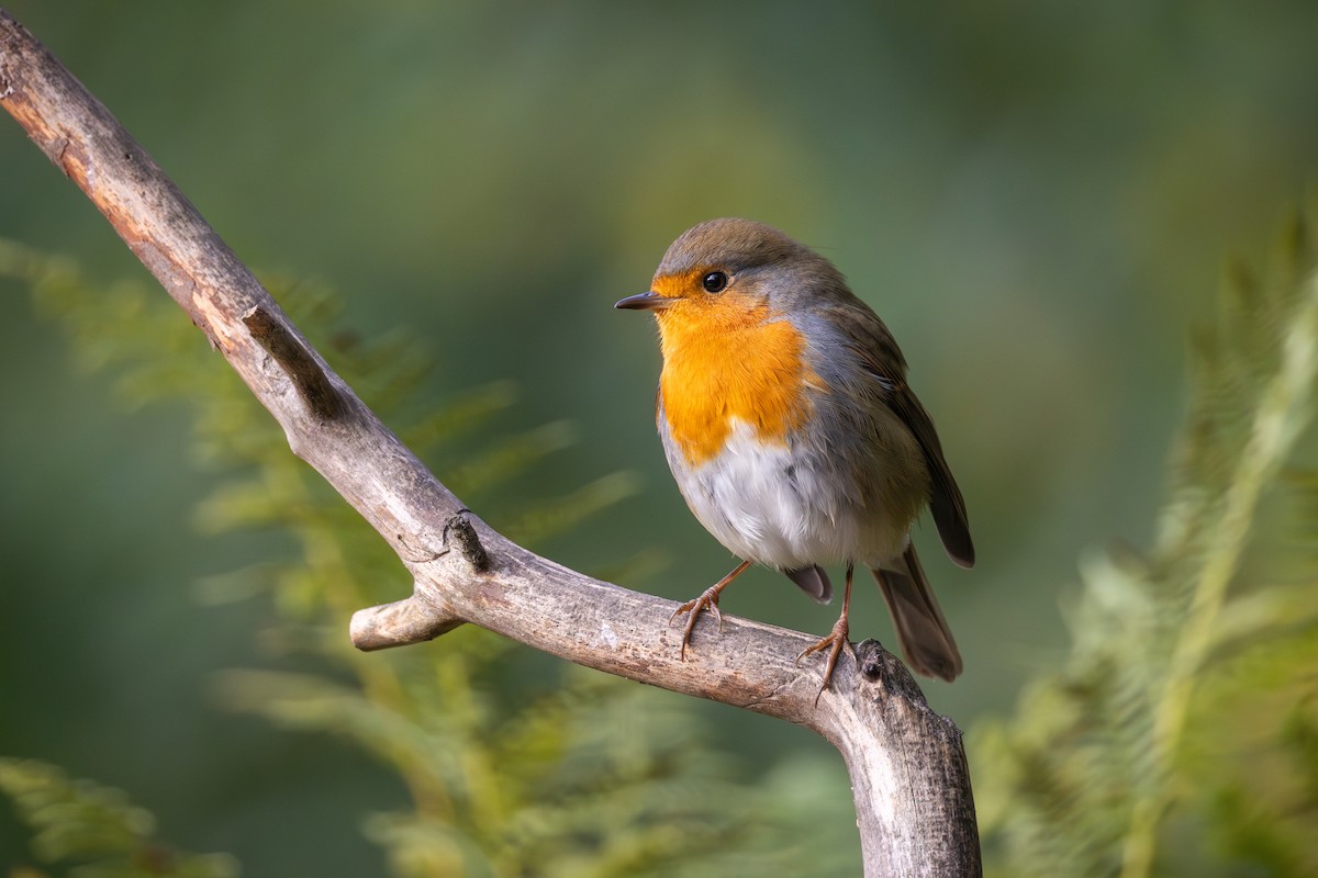 European Robin - ML645492497