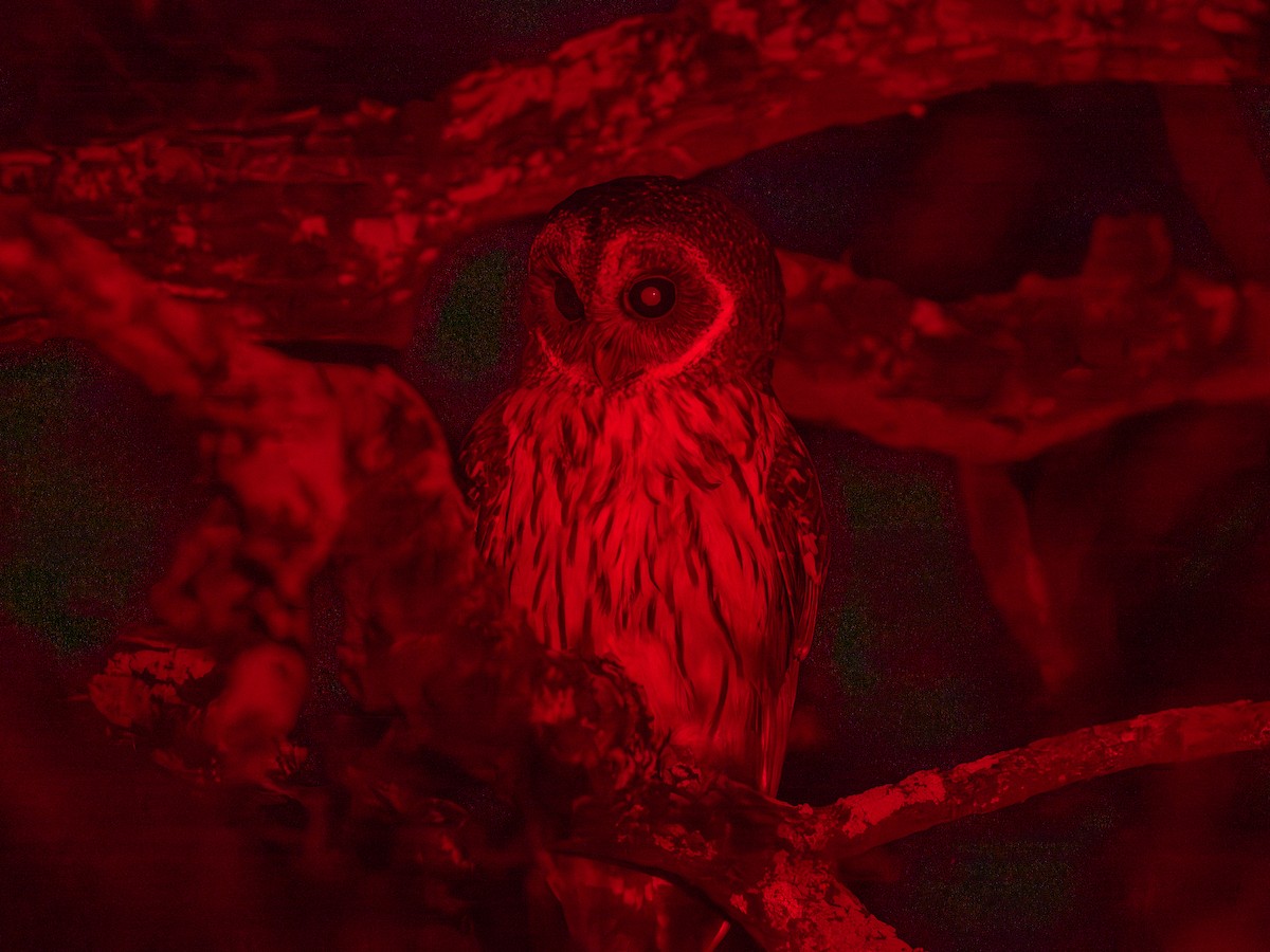 Mottled Owl - ML645492506