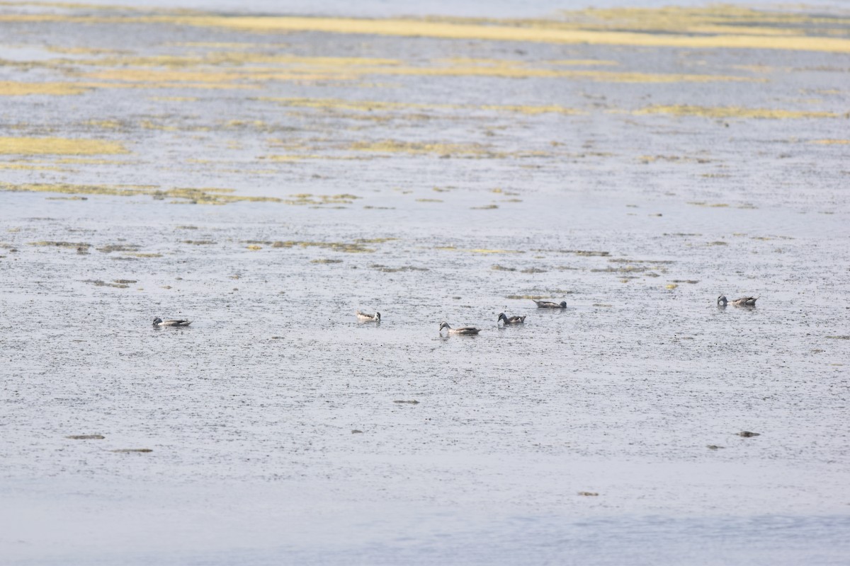 Cotton Pygmy-Goose - ML645492511