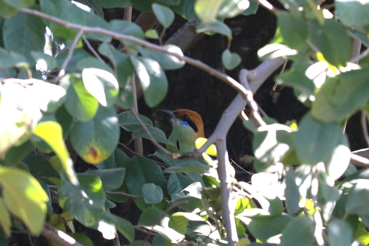 Russet-crowned Motmot - ML645492513