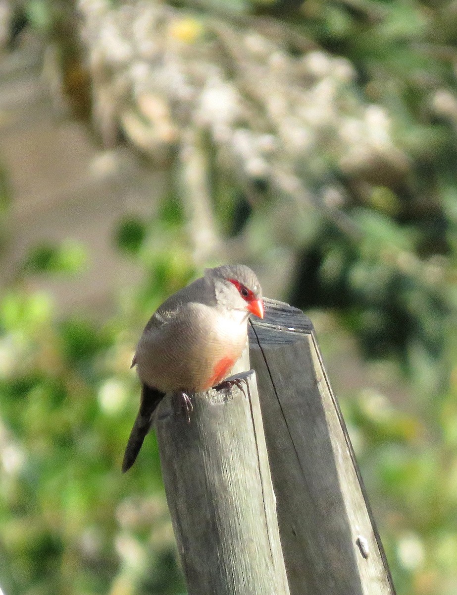 Common Waxbill - ML645492523