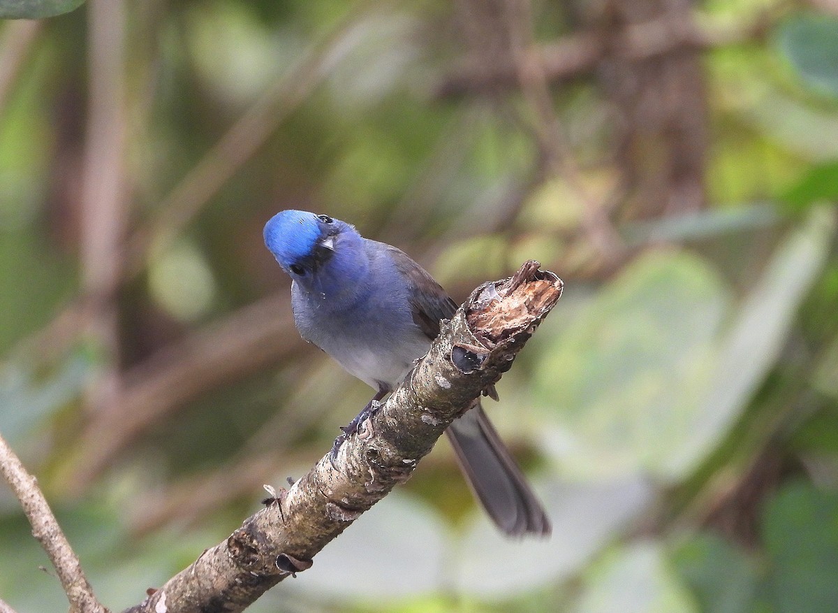Black-naped Monarch - ML645492533