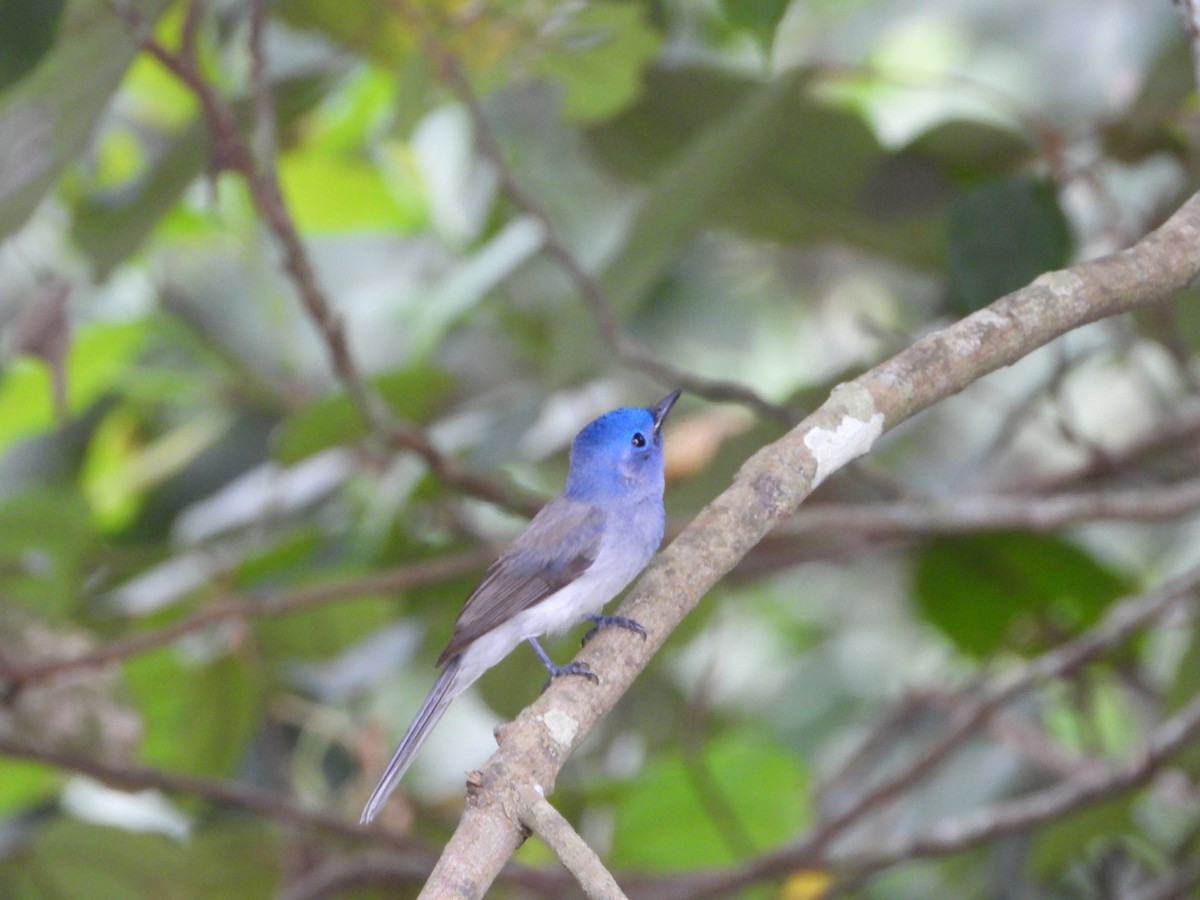 Black-naped Monarch - ML645492534