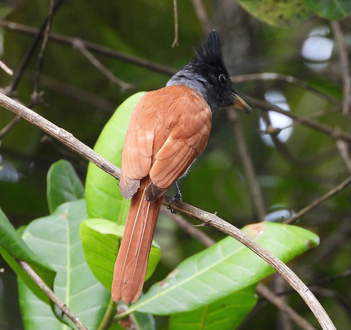 Indian Paradise-Flycatcher - ML645492542
